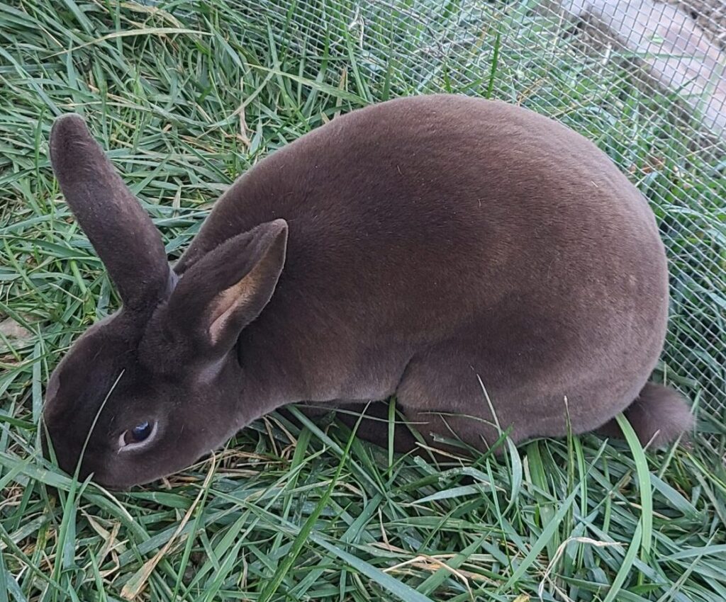 Chocolate colored rabbit is seen eating grass outside.