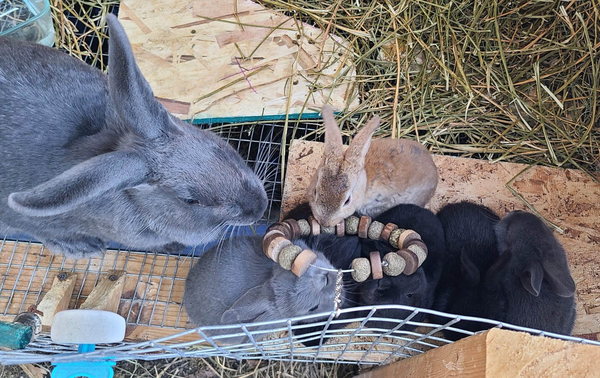 Avery and her kits are seen snacking on an alfalfa and wood rabbit treat/toy.