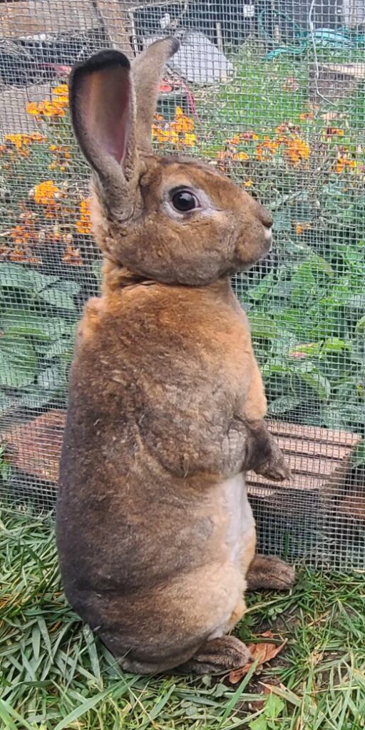 Bruno the brown Rex rabbit