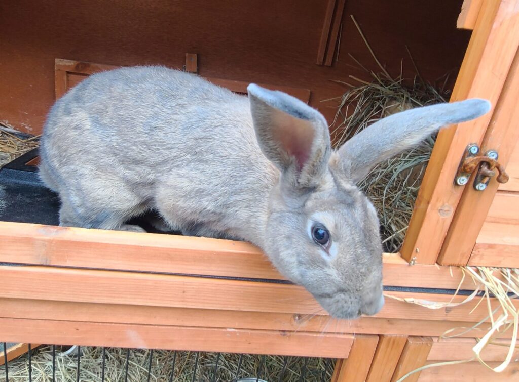 Flopsy