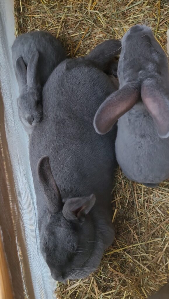 Chonk